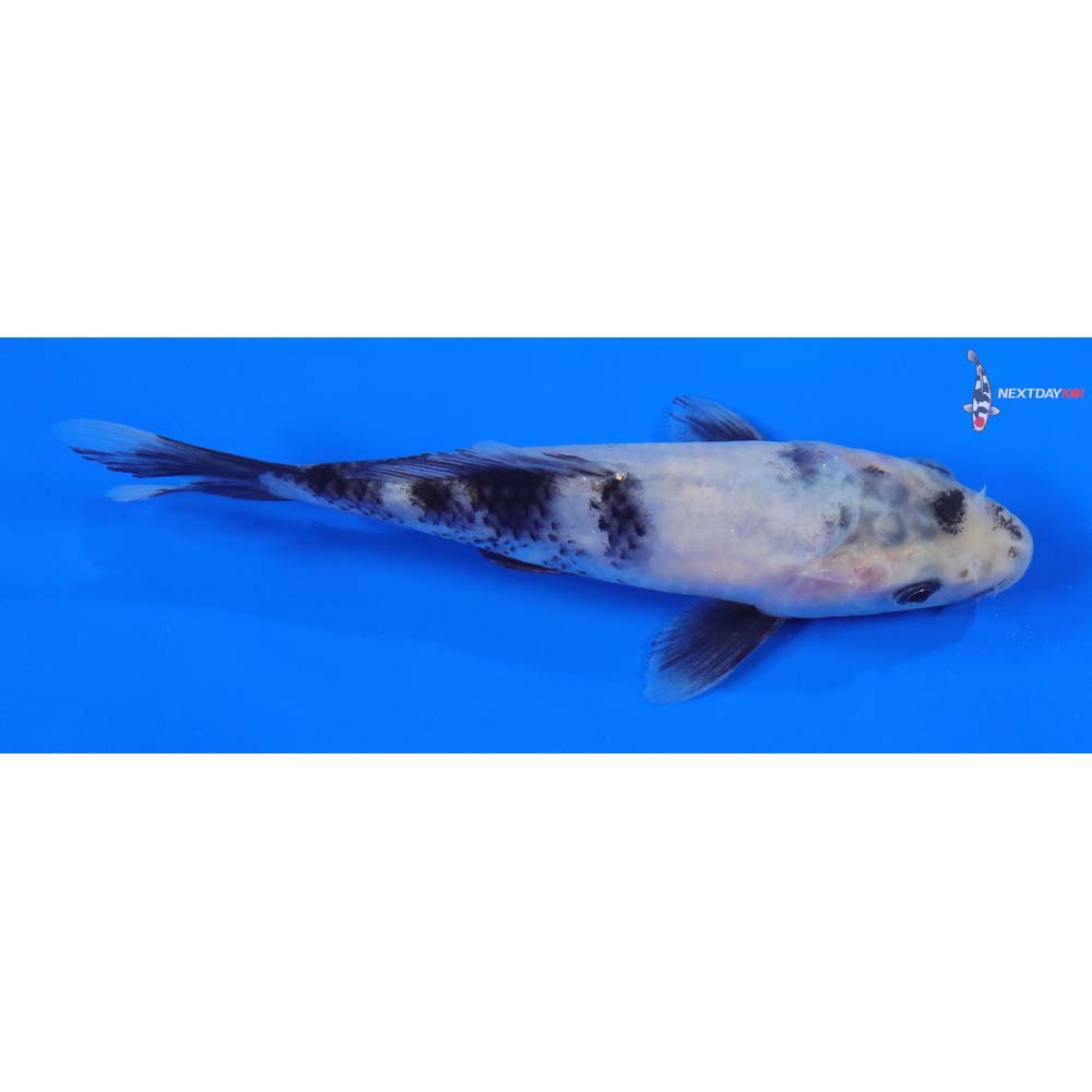5.5” Imported Shiro Utsuri