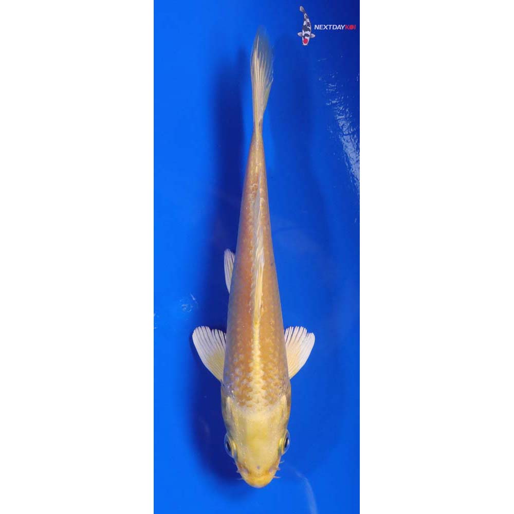 6” Imported Yamabuki Ogon