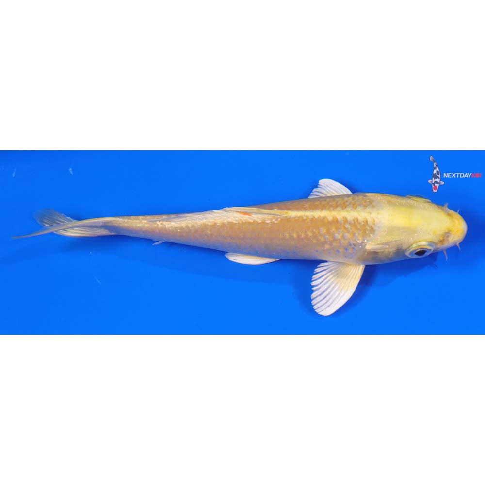 6” Imported Yamabuki Ogon