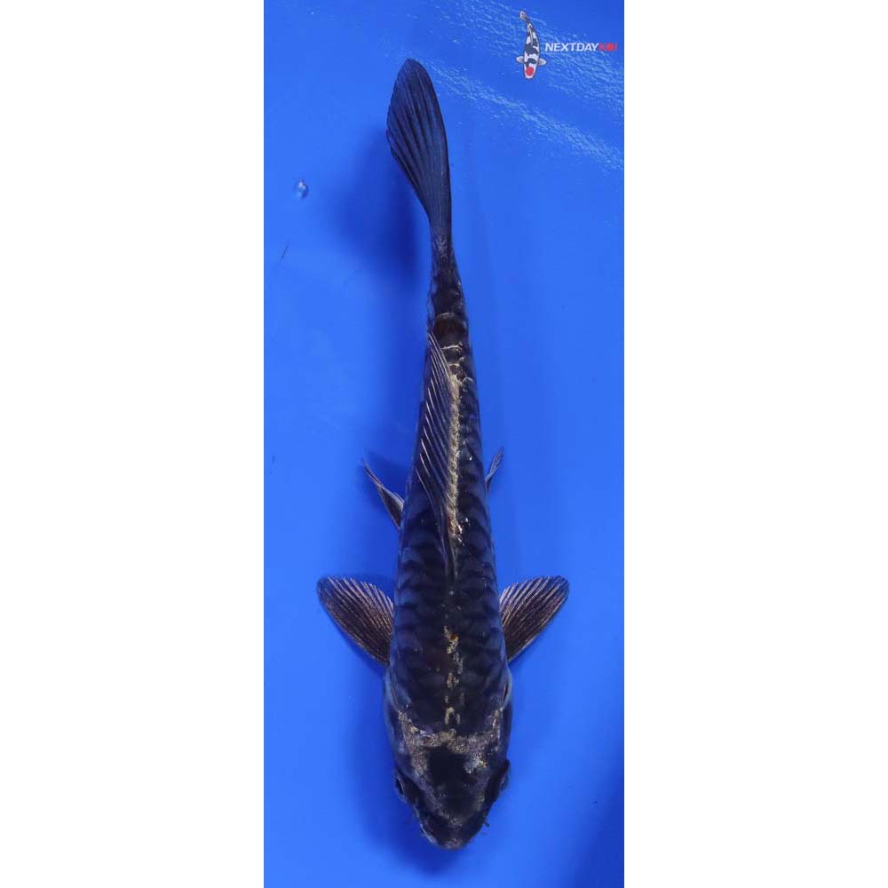 6” Imported Armor Scaled Kikokuryu