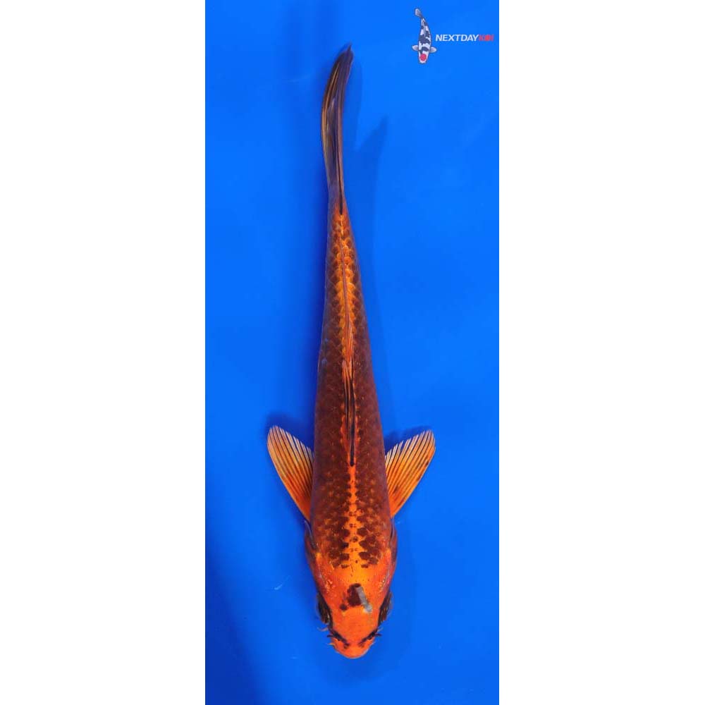 7” Imported Orenji Matsuba