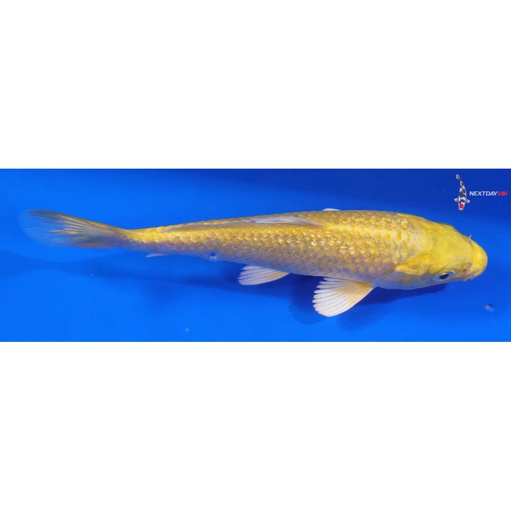 6” Imported Gin Rin Yamabuki Ogon