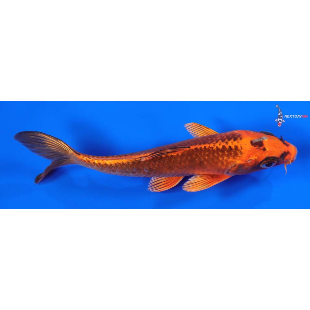 7” Imported Orenji Matsuba