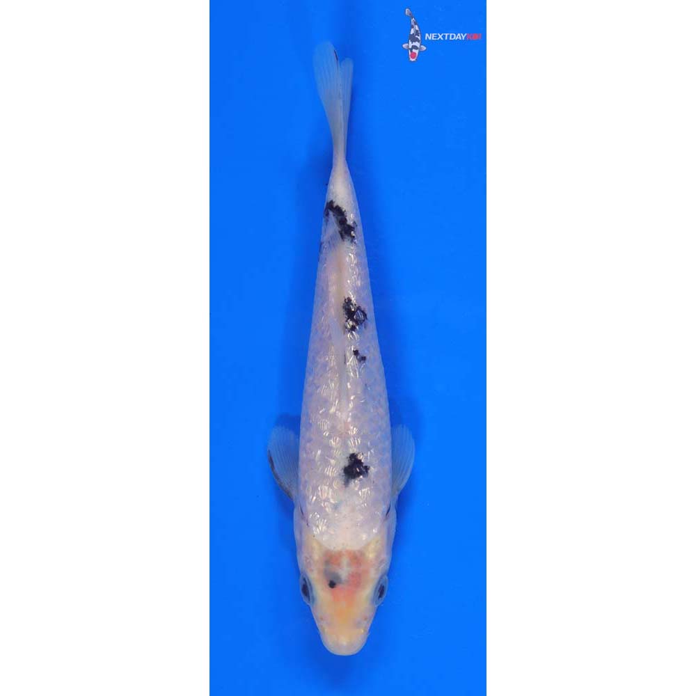 6” Imported Gin Rin Shiro Bekko