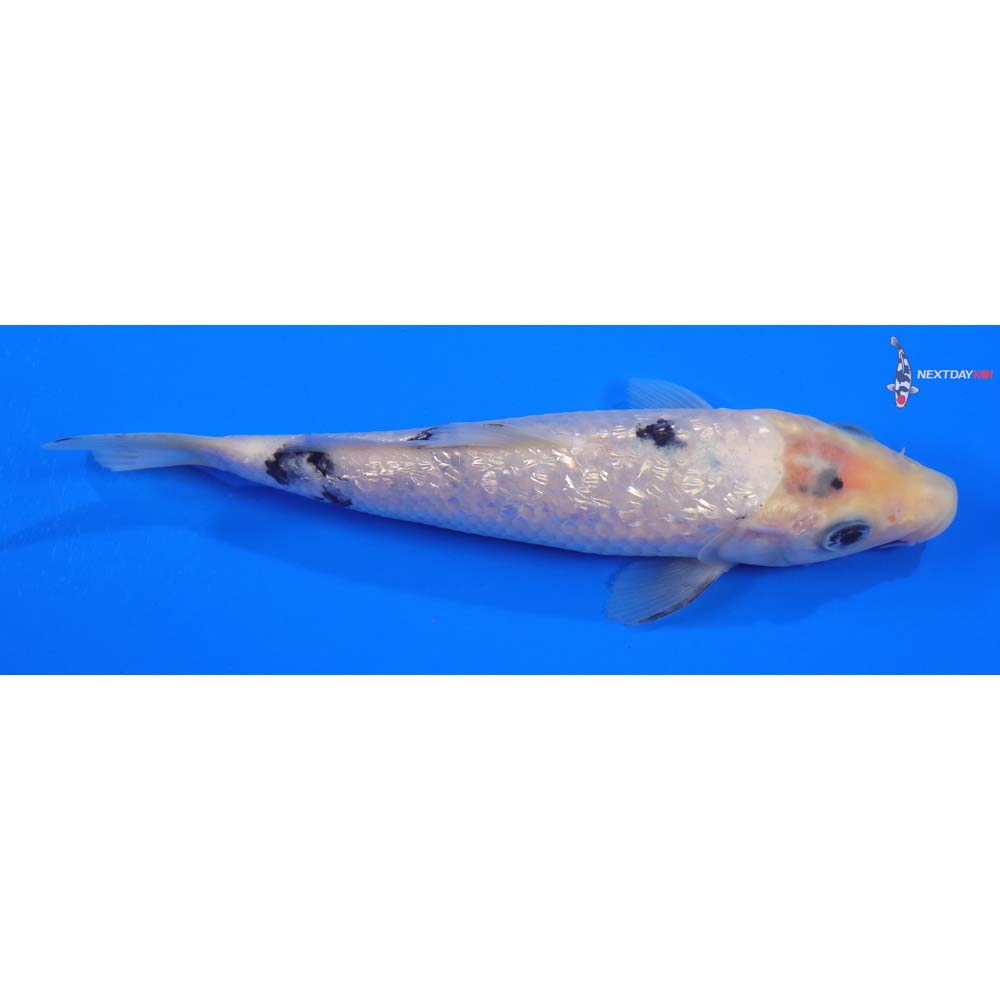 6” Imported Gin Rin Shiro Bekko