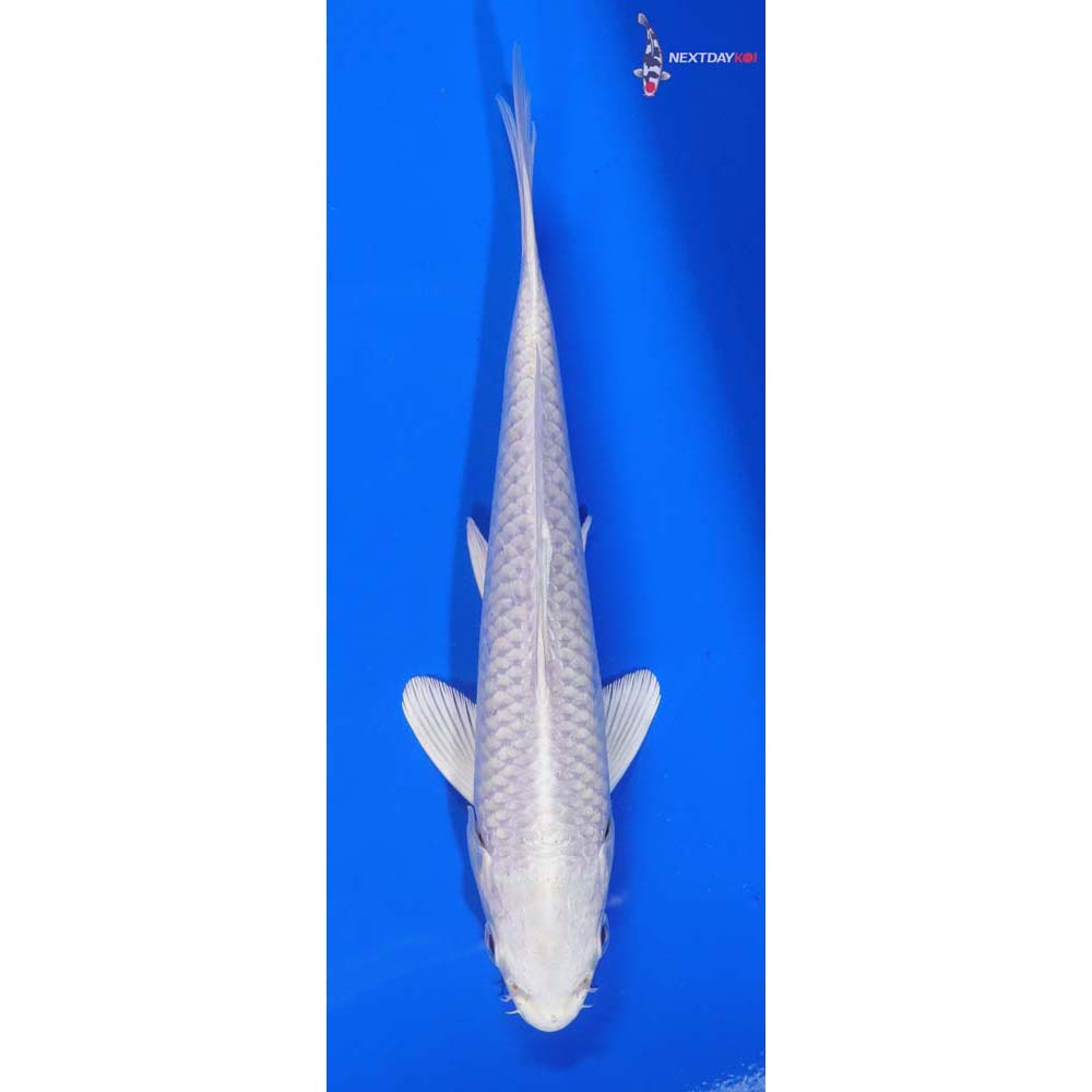 6” Imported Platinum Ogon