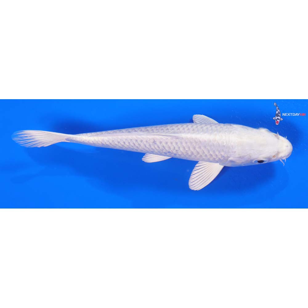6” Imported Platinum Ogon