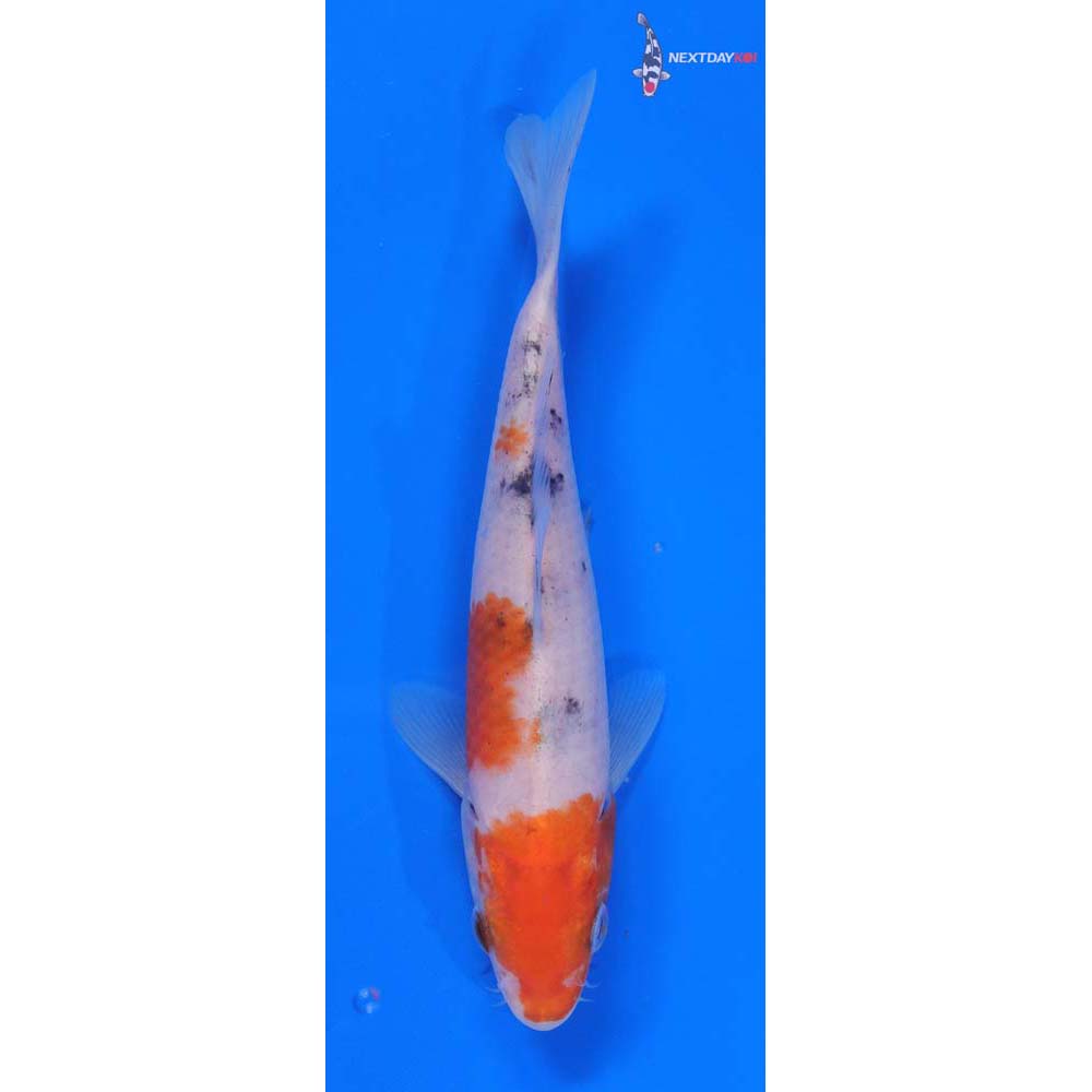 6” Imported Sanke
