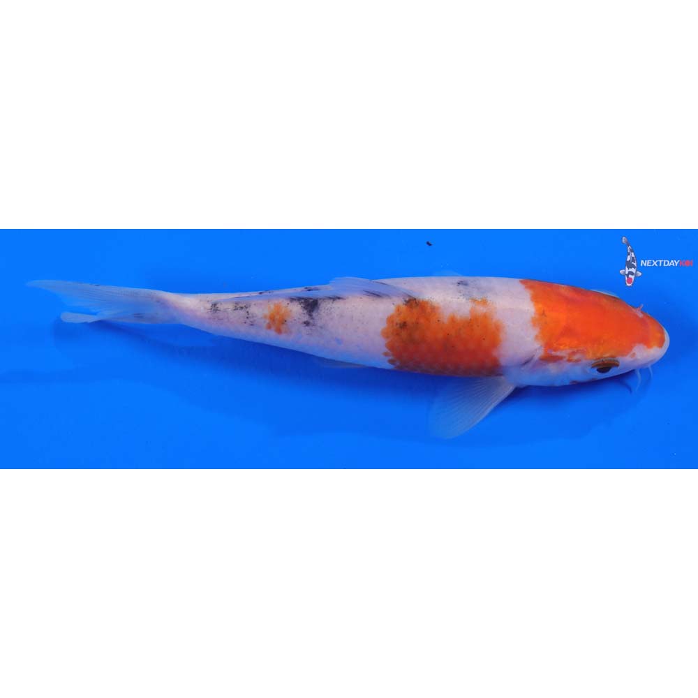 6” Imported Sanke