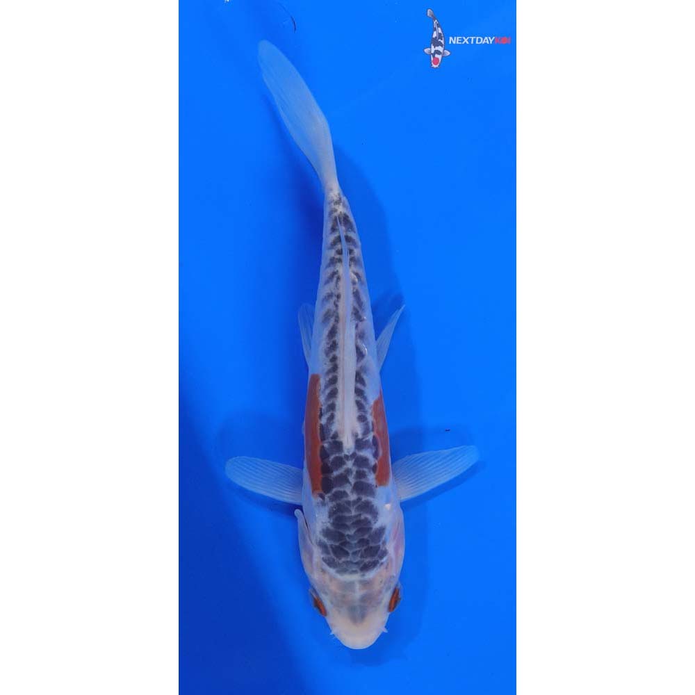 6” Imported Shusui
