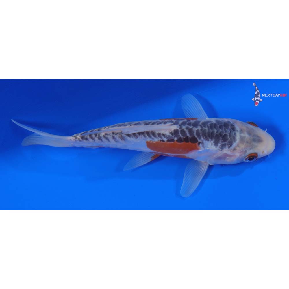 6” Imported Shusui