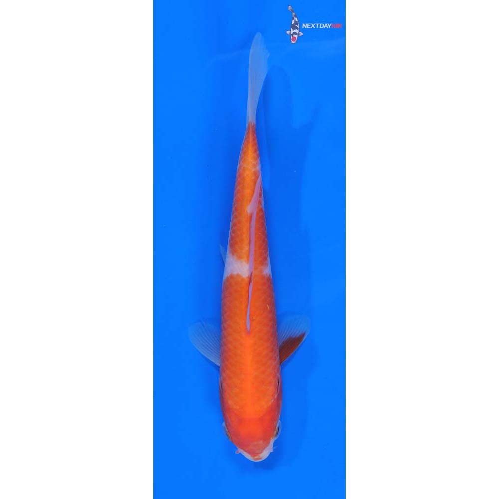 6” Imported Kohaku