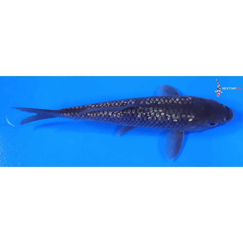 6” Imported Gin Rin Soragoi