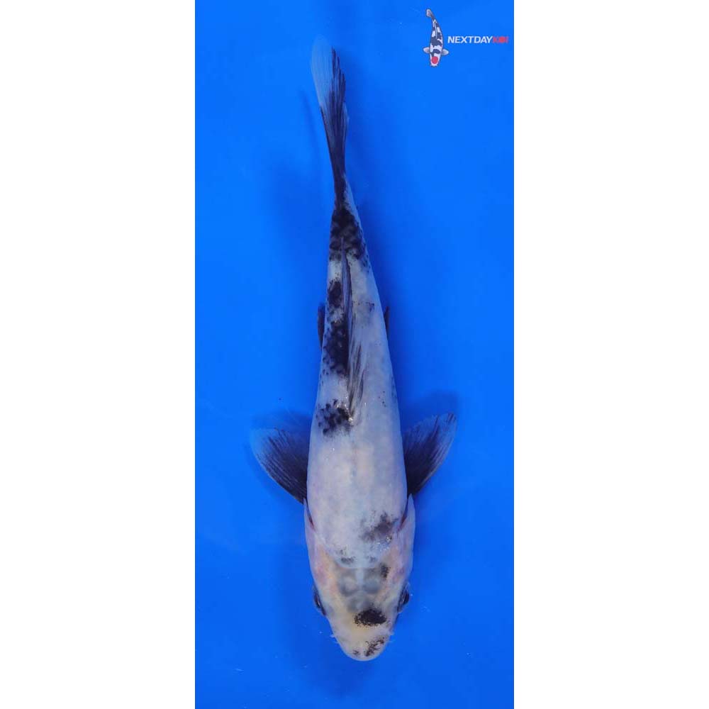 5.5” Imported Shiro Utsuri
