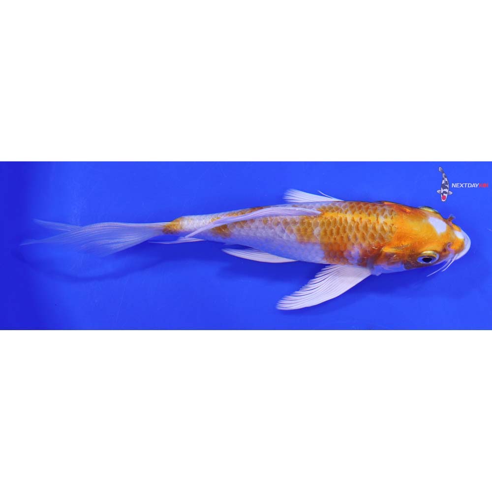 7” Imported Hariwake Butterfly Koi