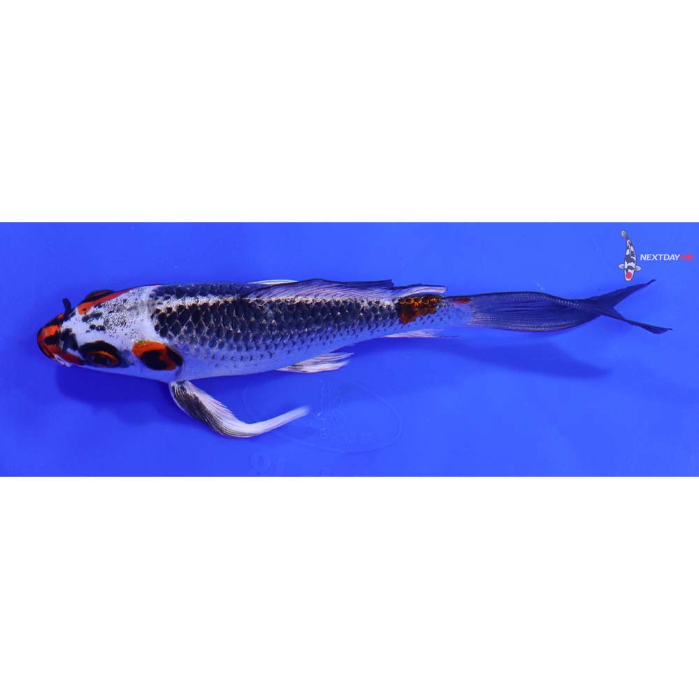 7” Imported Kujaku Butterfly Koi