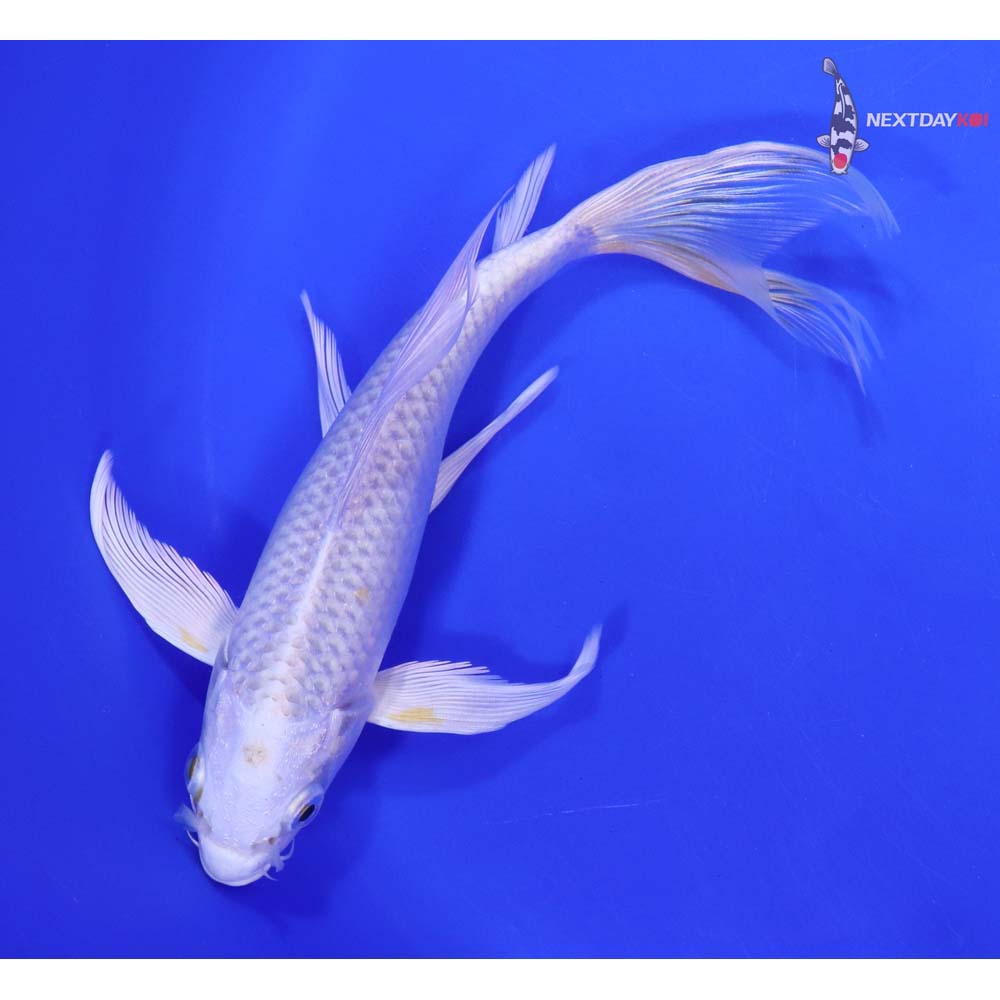 7” Imported Platinum Ogon Butterfly Koi