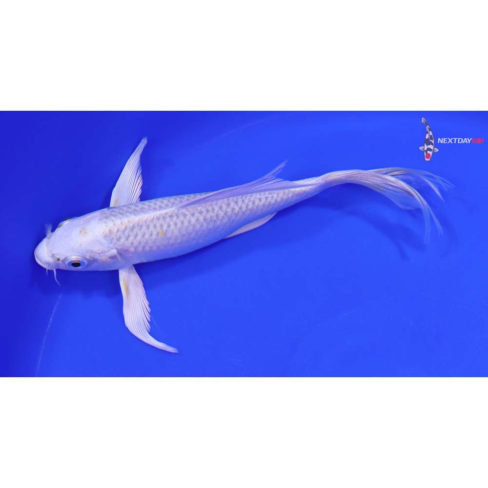 7” Imported Platinum Ogon Butterfly Koi