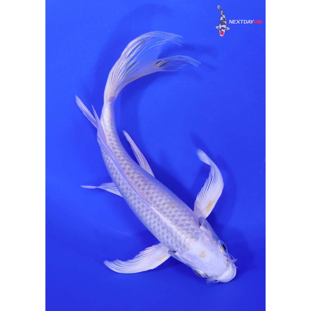 7” Imported Platinum Ogon Butterfly Koi