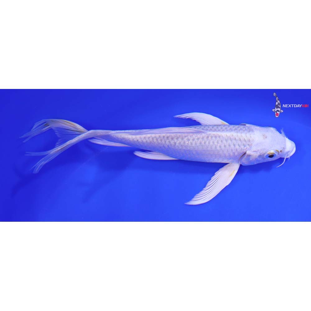7” Imported Platinum Ogon Butterfly Koi