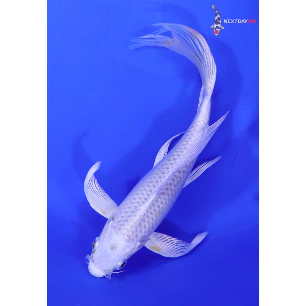 7” Imported Platinum Ogon Butterfly Koi