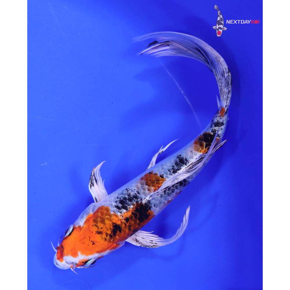 7” Imported Yamato Nishiki Butterfly Koi