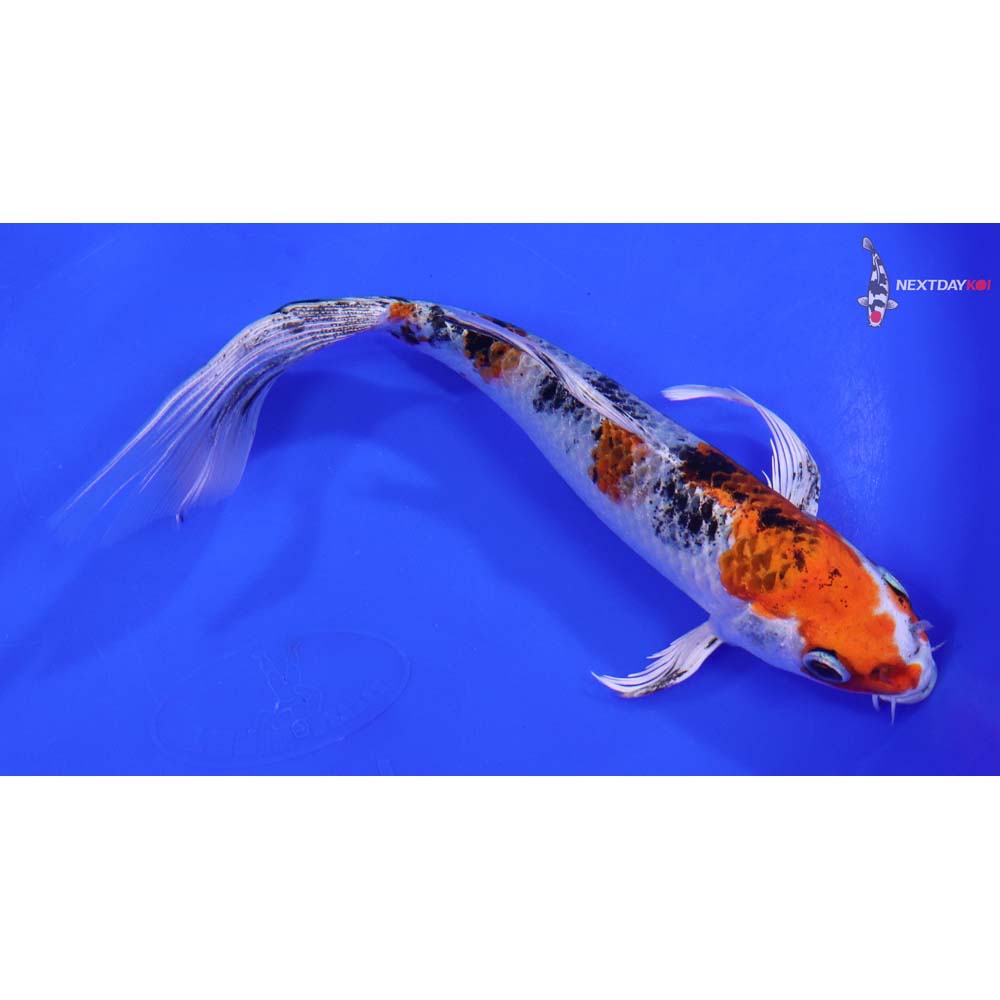 7” Imported Yamato Nishiki Butterfly Koi