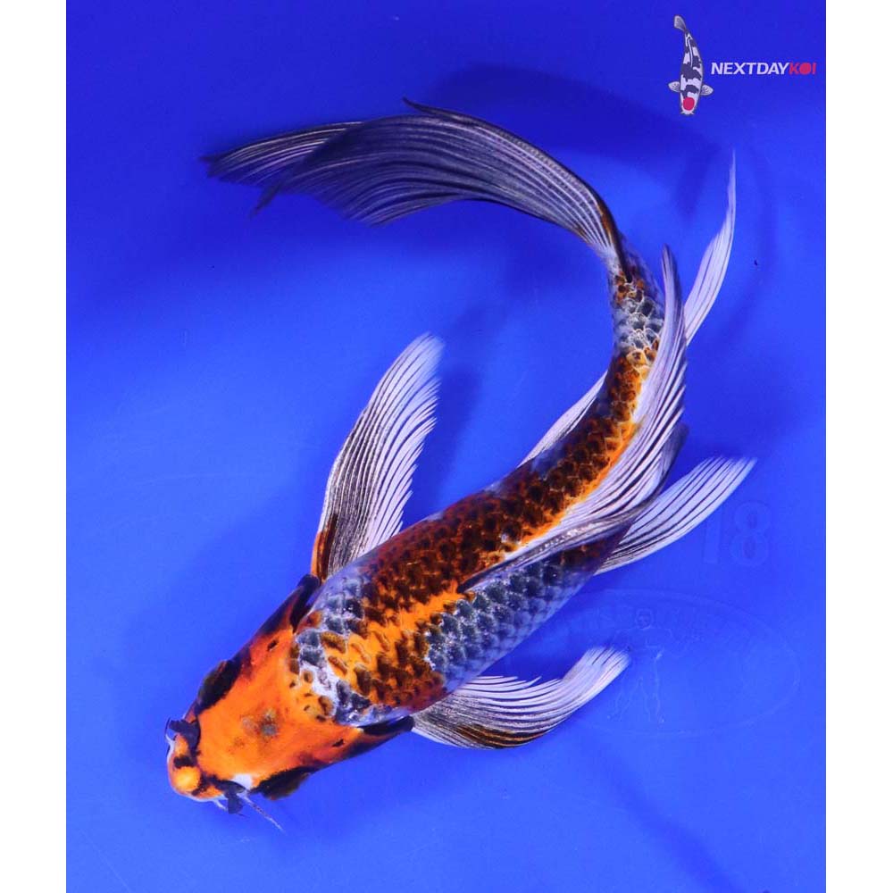 7” Imported Kujaku Butterfly Koi
