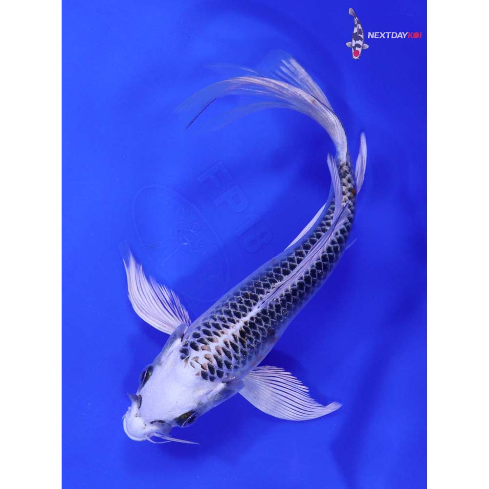 6.5” Imported Kujaku Butterfly Koi