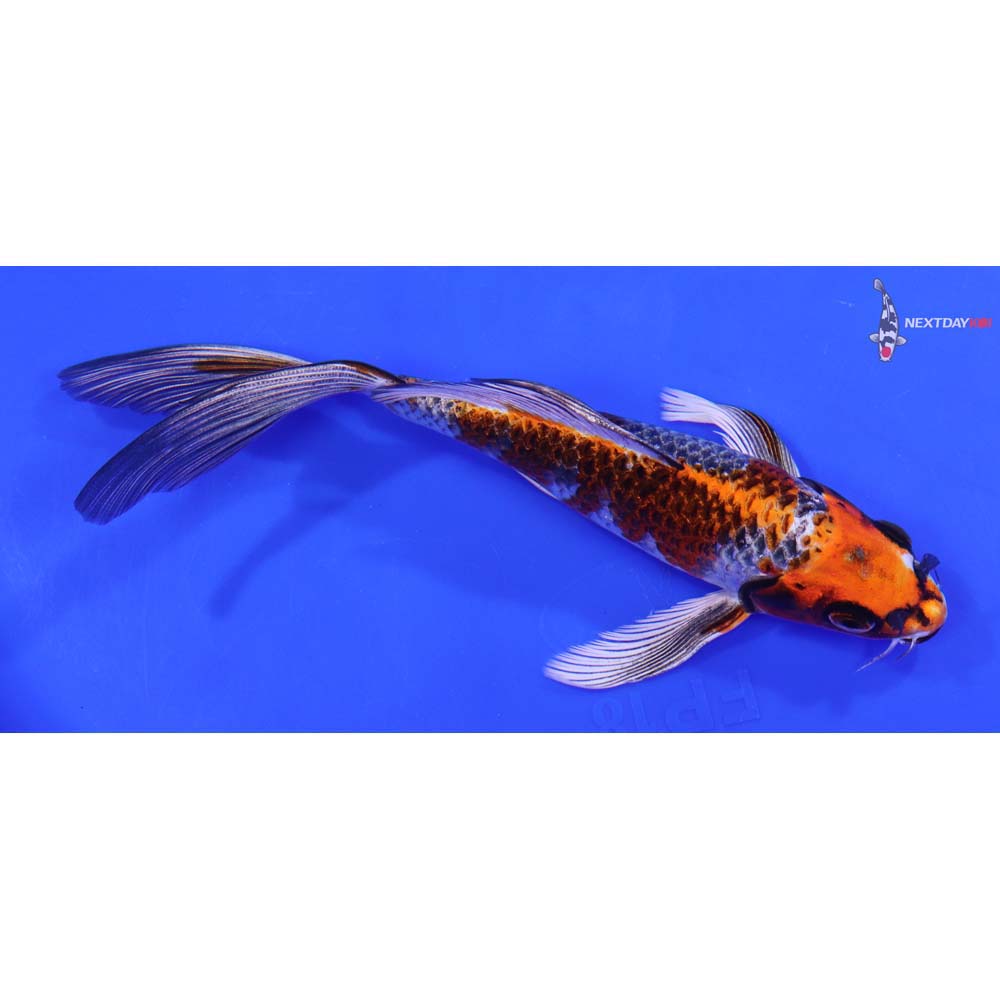 7” Imported Kujaku Butterfly Koi