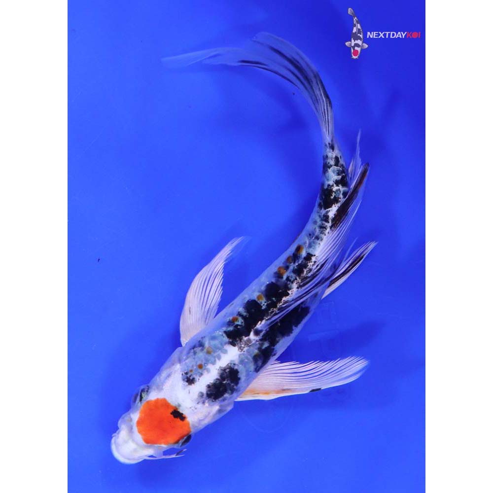 7” Imported Heisei Nishiki Butterfly Koi