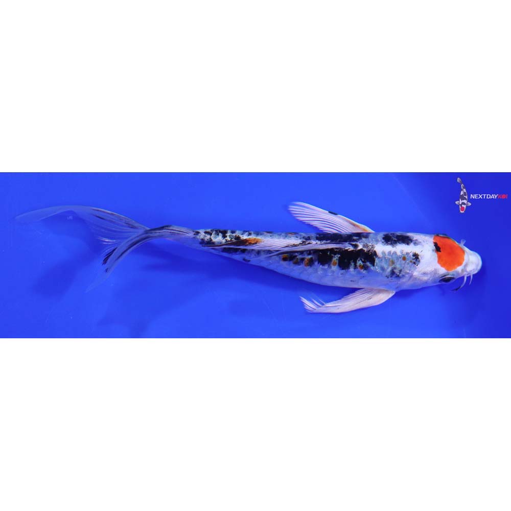 7” Imported Heisei Nishiki Butterfly Koi
