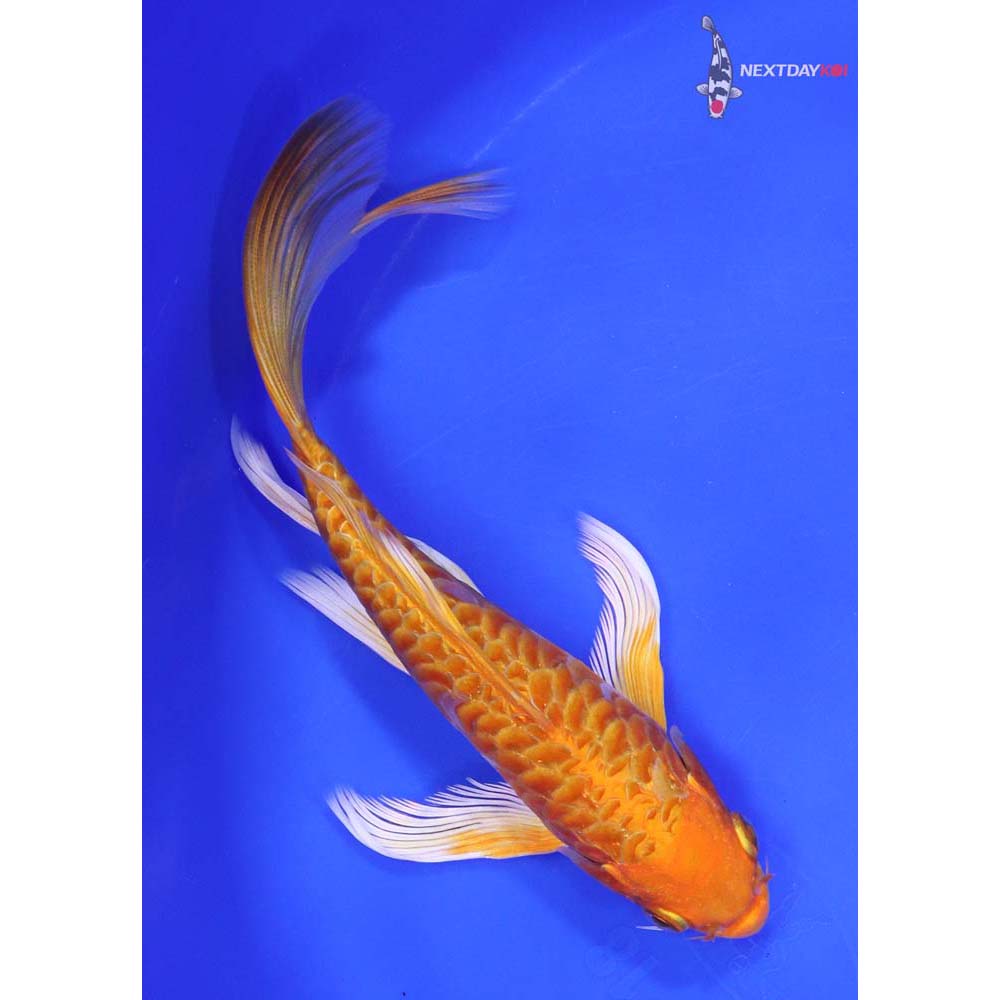 7” Imported Armor Scaled Orenji Ogon Butterfly Koi