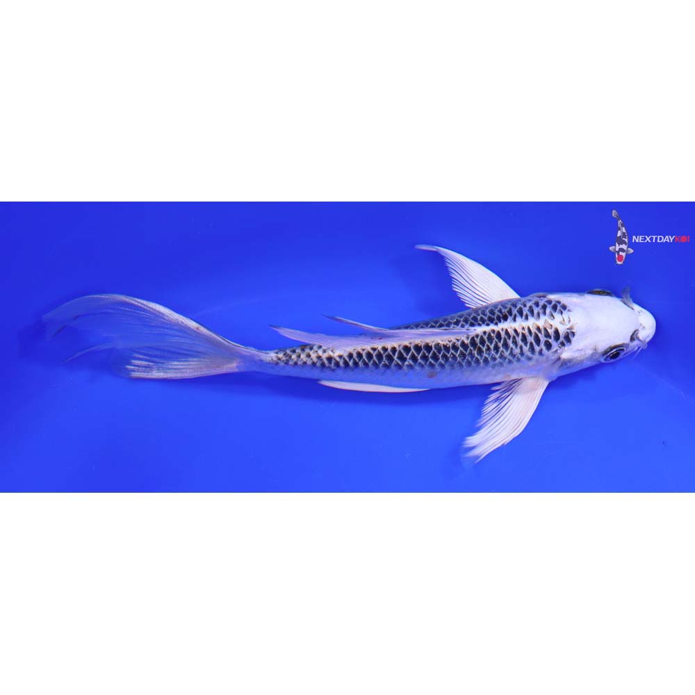 6.5” Imported Kujaku Butterfly Koi