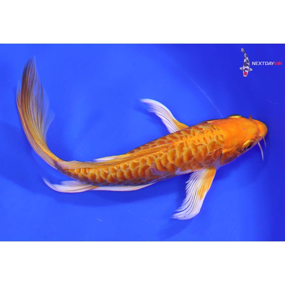 7” Imported Armor Scaled Orenji Ogon Butterfly Koi
