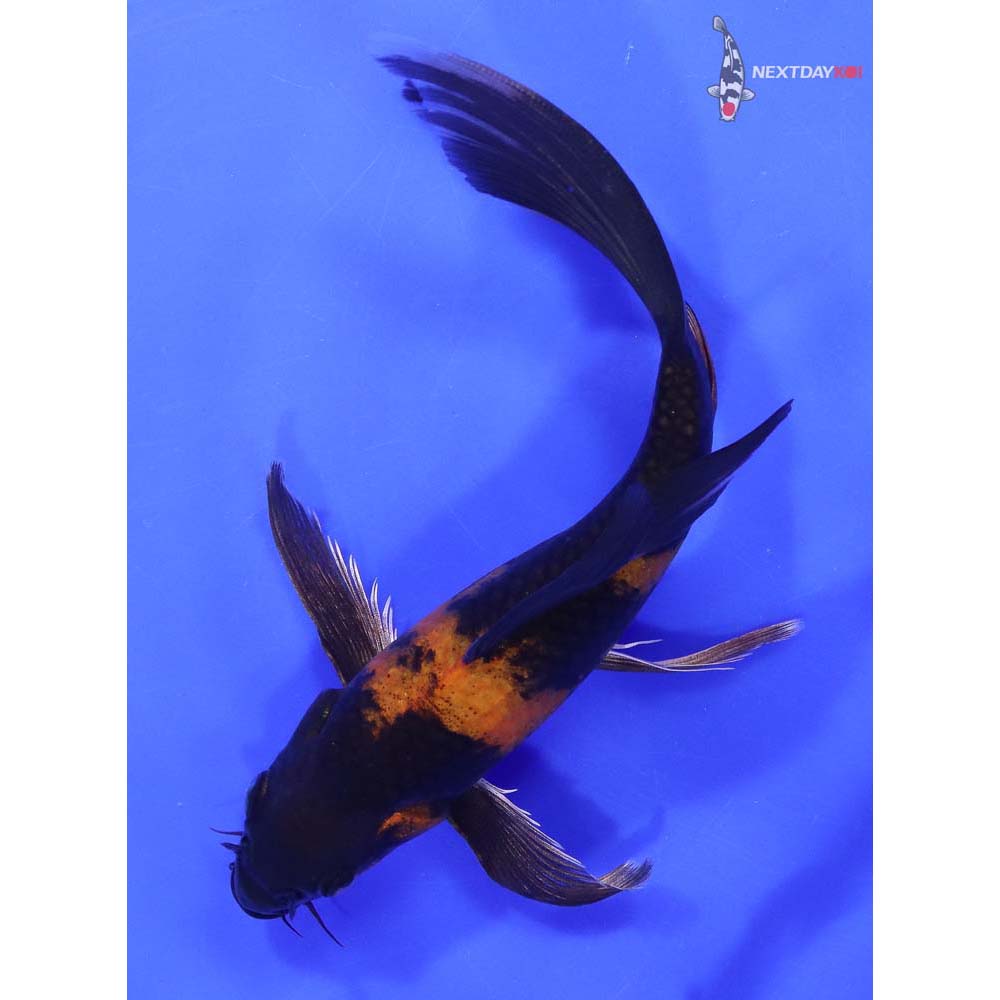 7” Imported Kin Hi Utsuri Butterfly Koi