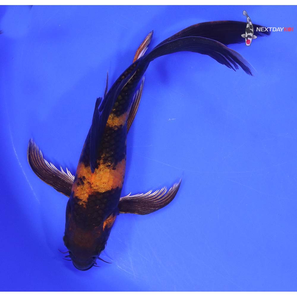 7” Imported Kin Hi Utsuri Butterfly Koi