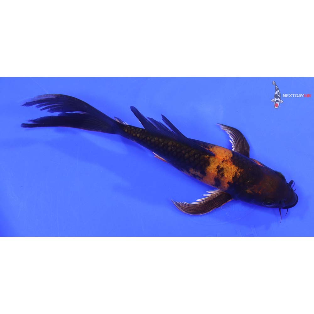 7” Imported Kin Hi Utsuri Butterfly Koi