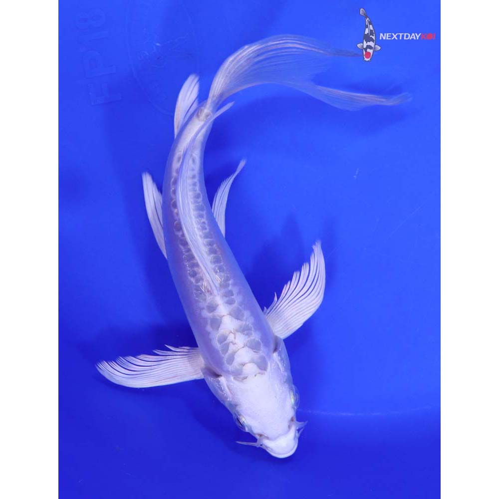 7” Imported Doitsu Platinum Ogon Butterfly Koi