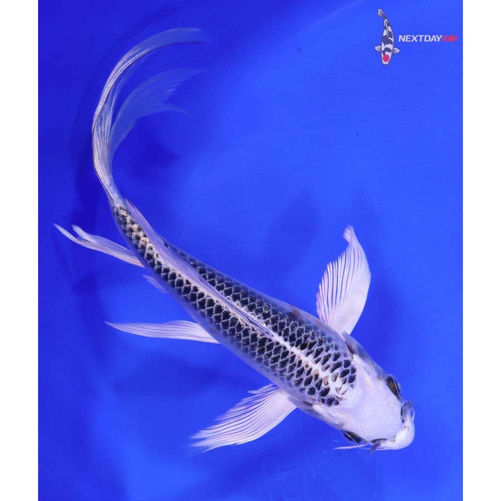 6.5” Imported Kujaku Butterfly Koi