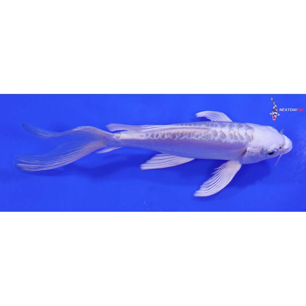 7” Imported Doitsu Platinum Ogon Butterfly Koi