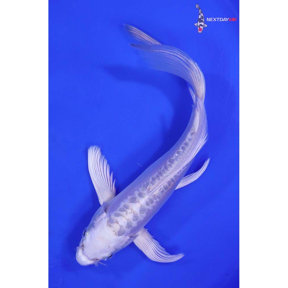 7” Imported Doitsu Platinum Ogon Butterfly Koi