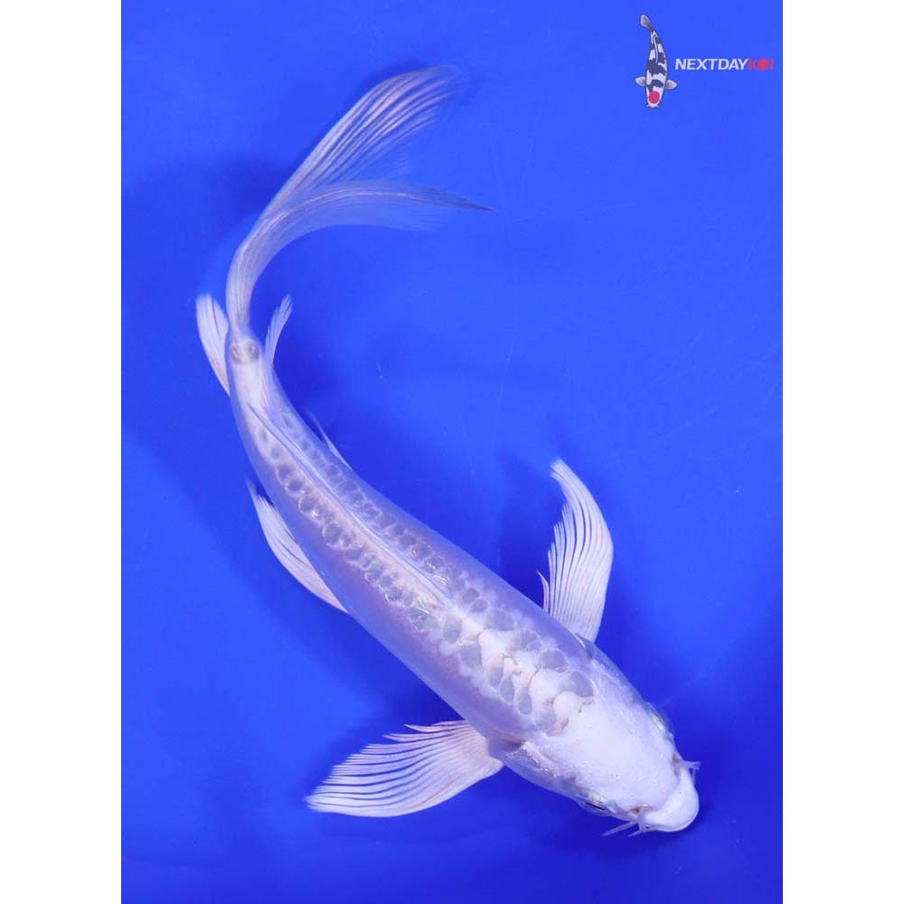 7” Imported Doitsu Platinum Ogon Butterfly Koi