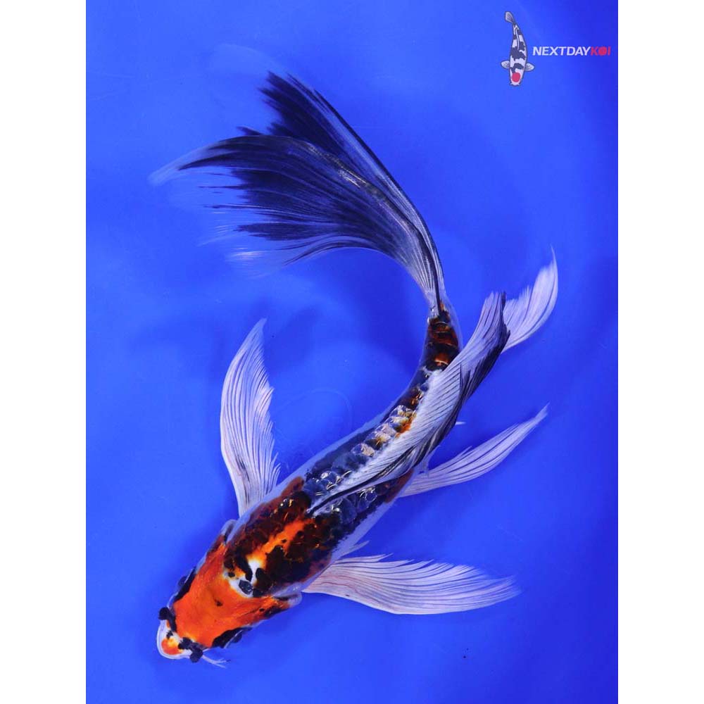 7.5” Imported Kin Kikokuryu Butterfly Koi