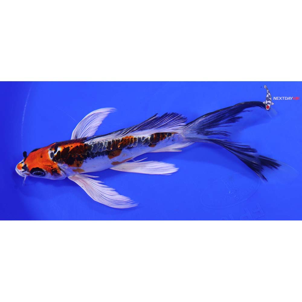 7.5” Imported Kin Kikokuryu Butterfly Koi