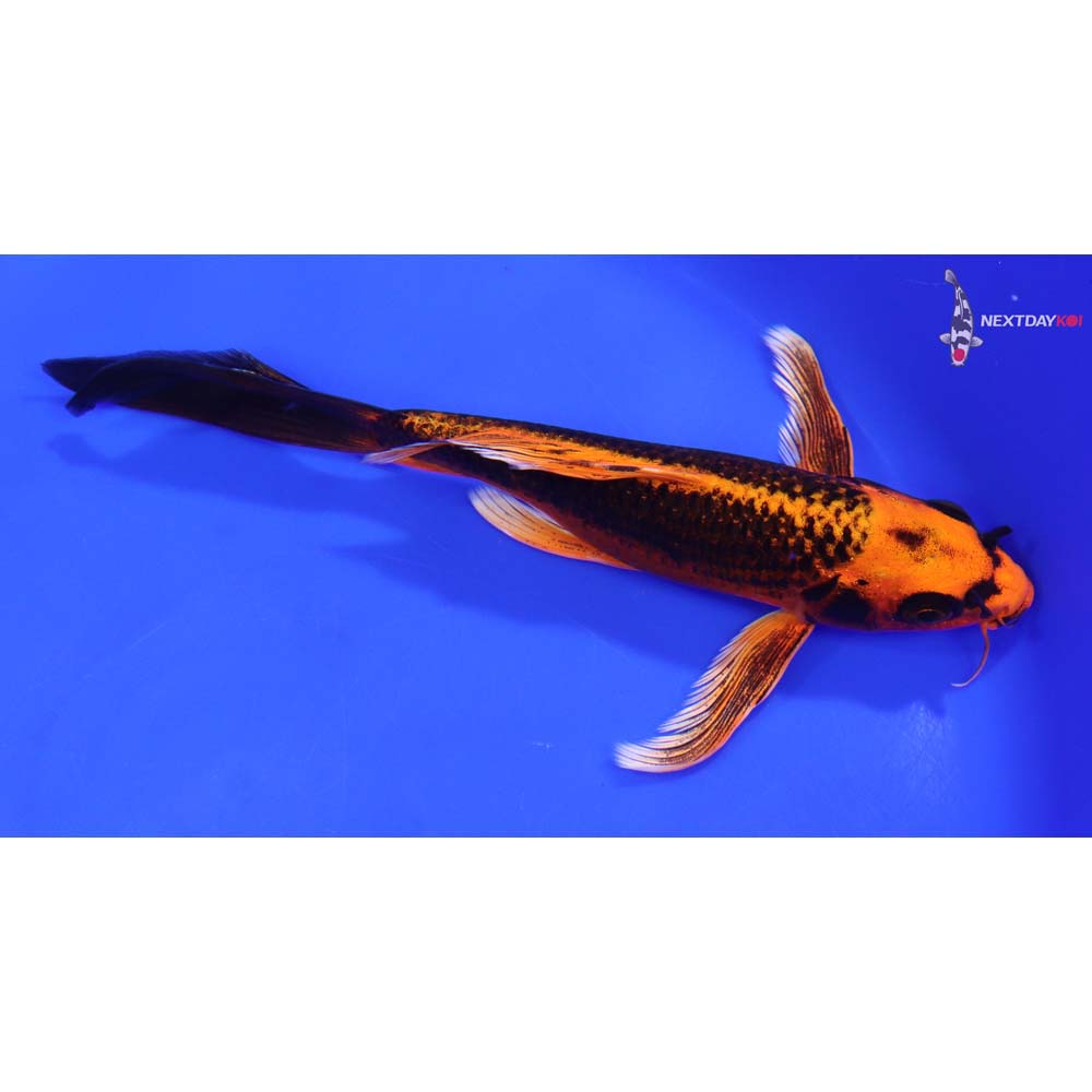 7.5” Imported Orenji Matsuba Butterfly Koi