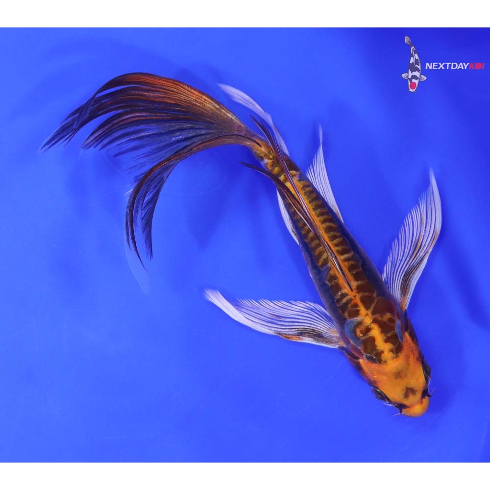 7.5” Imported Kin Kikokuryu Butterfly Koi