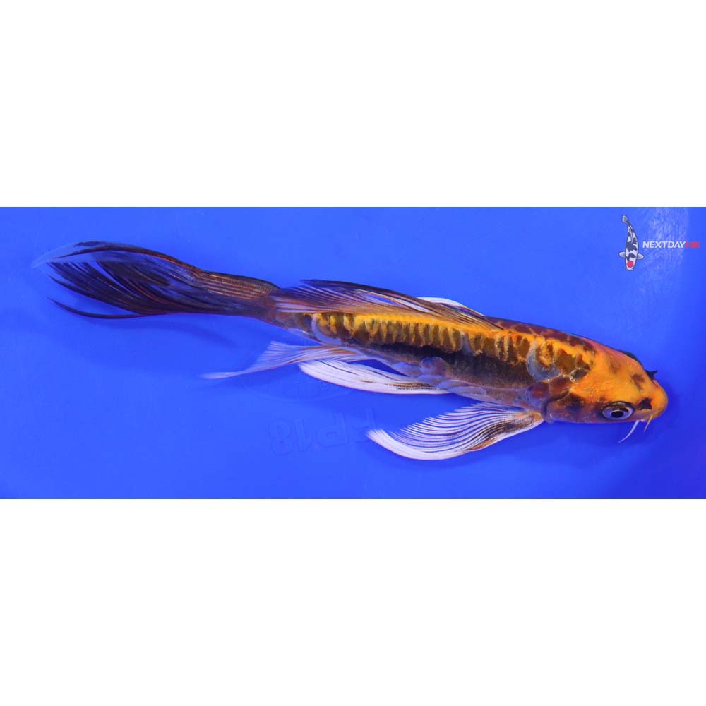 7.5” Imported Kin Kikokuryu Butterfly Koi