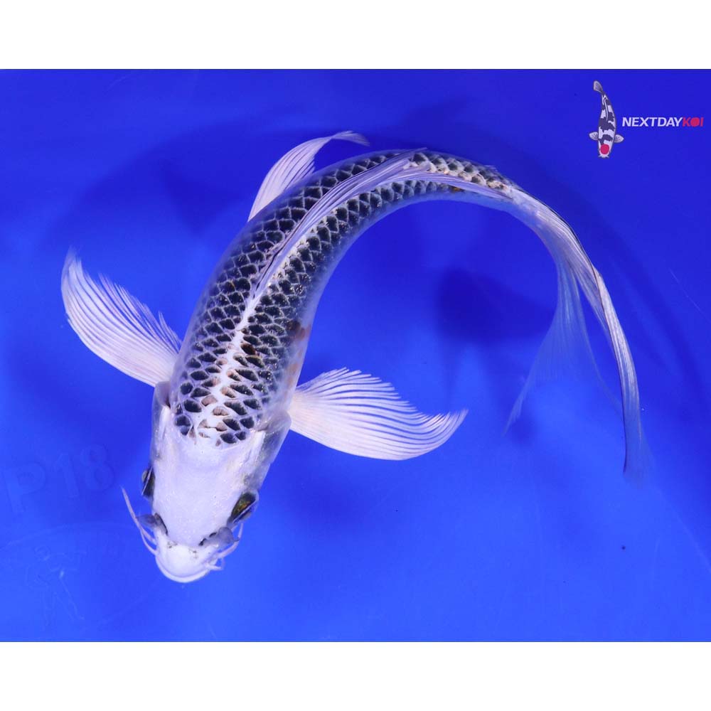 6.5” Imported Kujaku Butterfly Koi