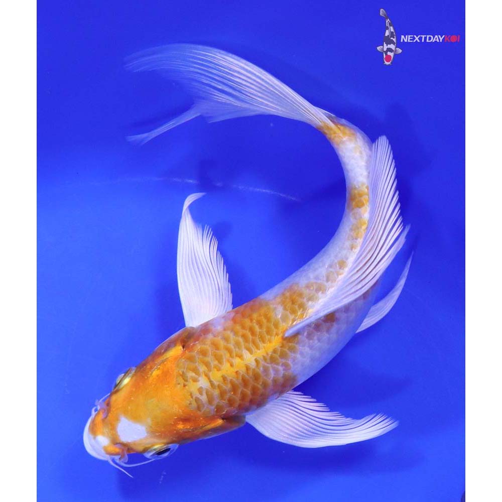 7” Imported Hariwake Butterfly Koi